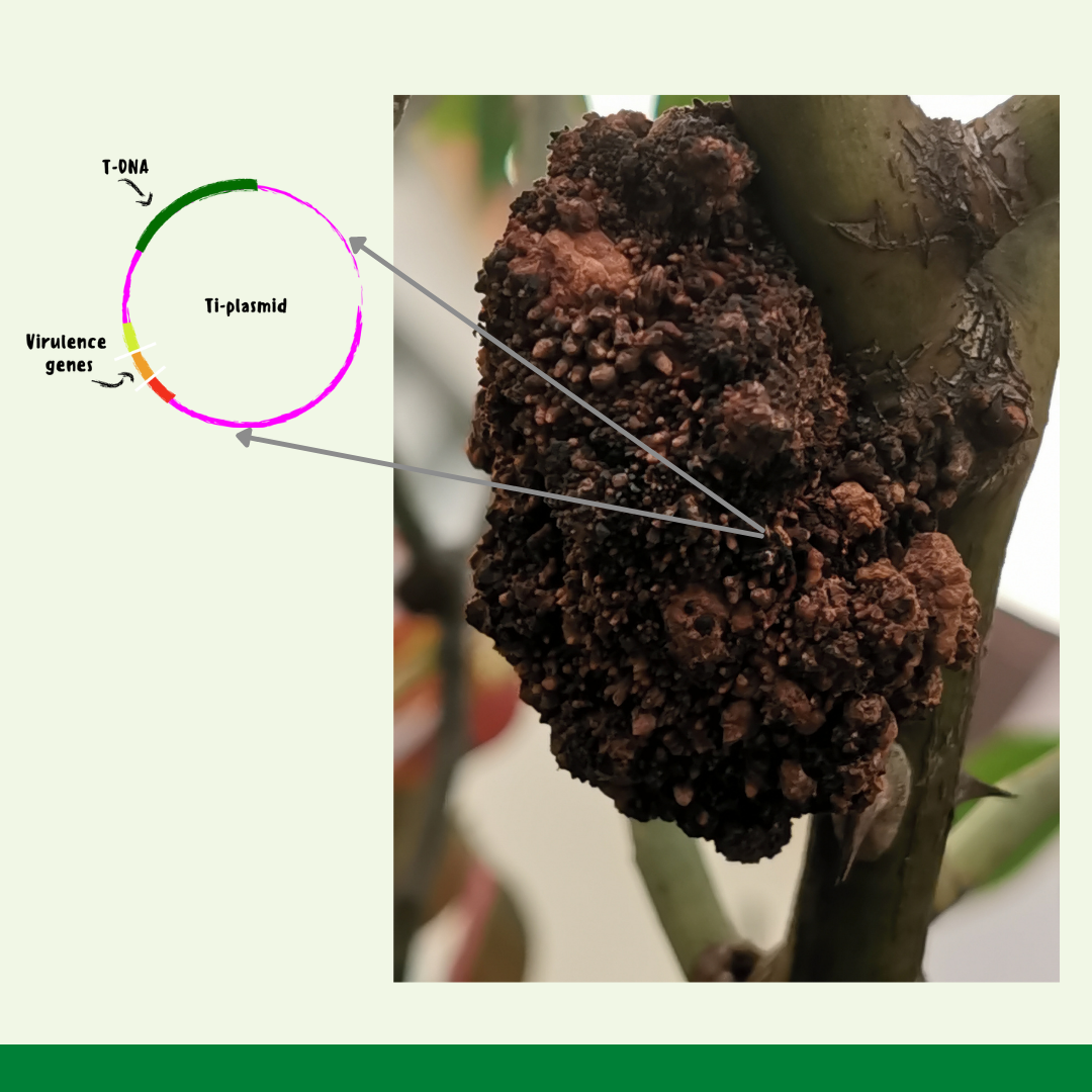 Diagram of the crown gall disease and the armed Ti plasmid of agrobacterium