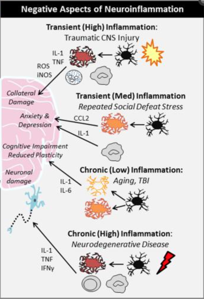 Neuroinflammation chart
