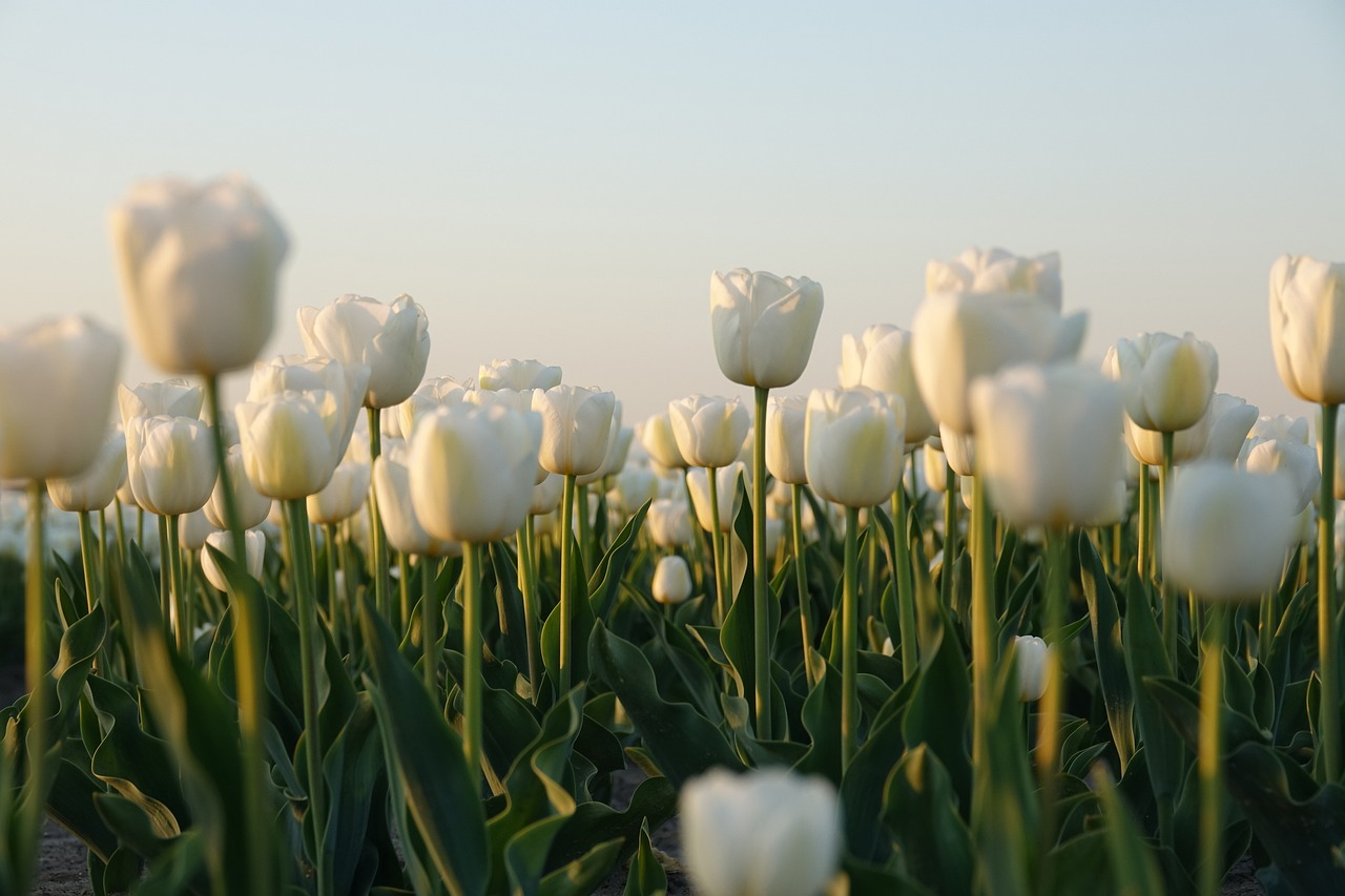 Tulips Field in Flevoland