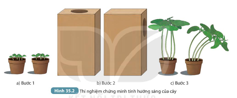 Giải KHTN 7 Bài 35: Thực hành: Cảm ứng ở sinh vật Kết nối tri thức