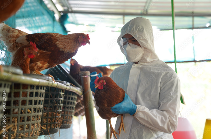 Persona en un gallinero, vestida con buzo blanco de protección, tapaboca y guantes azules, con una gallina marrón en sus manos, frente a la persona varias gallinas
