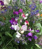 Sweet Peas in our Castro-Mistral Garden