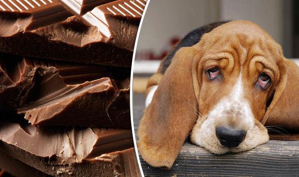Is chocolate poisoning common for dogs and what are the signs? 