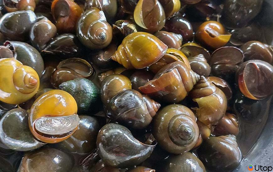 Cách chọn mua ốc tươi ngon