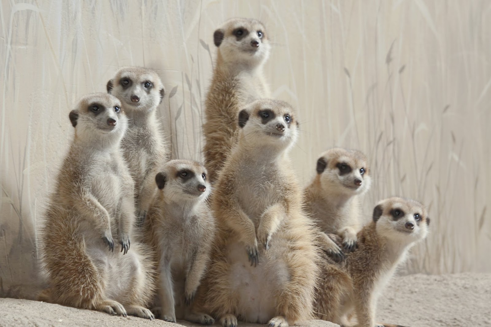 Meerkat