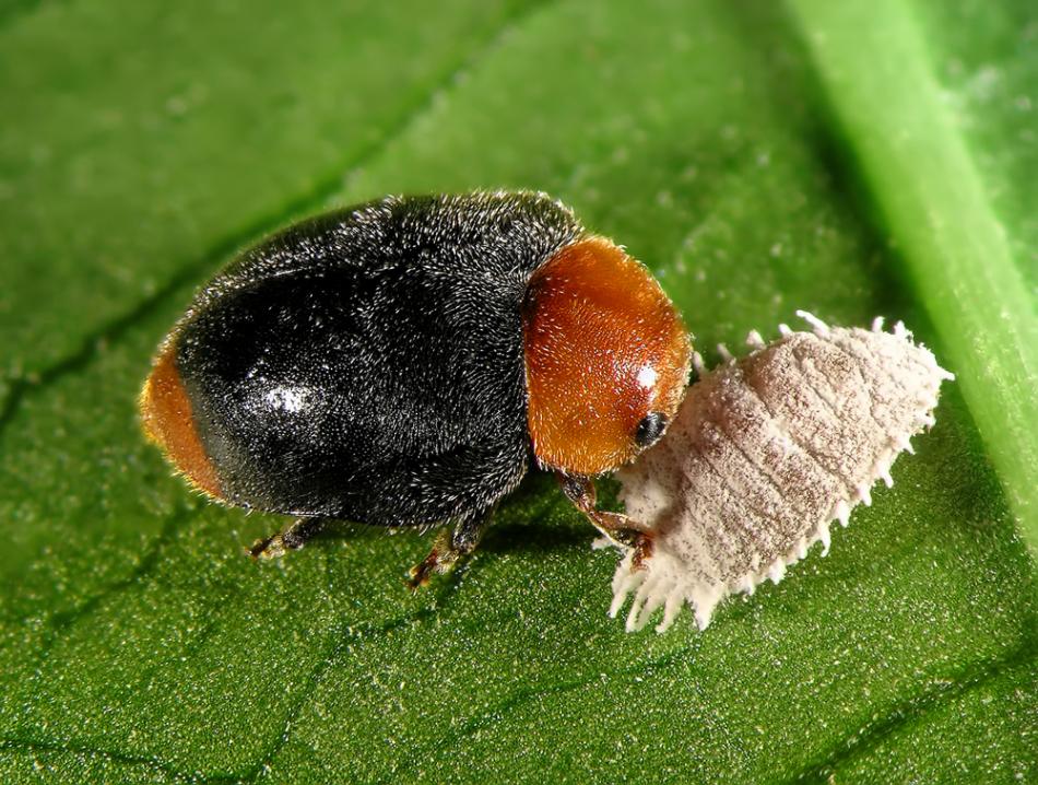 Immagine che contiene invertebrato, insetto, erba, parassita

Descrizione generata automaticamente