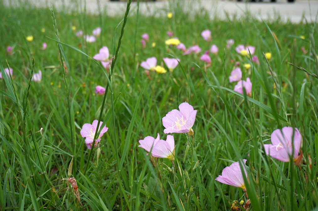 wildflowers bloom during No Mow May
