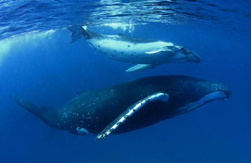 Two Humpback whales viewed under the surface