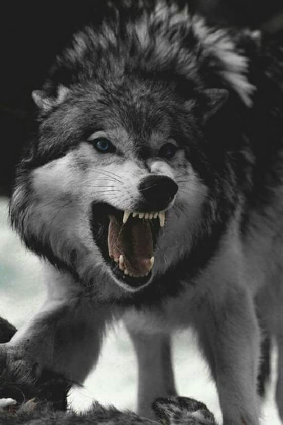 Image result for alpha wolf