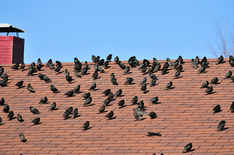 Billedresultat for birds on the roof