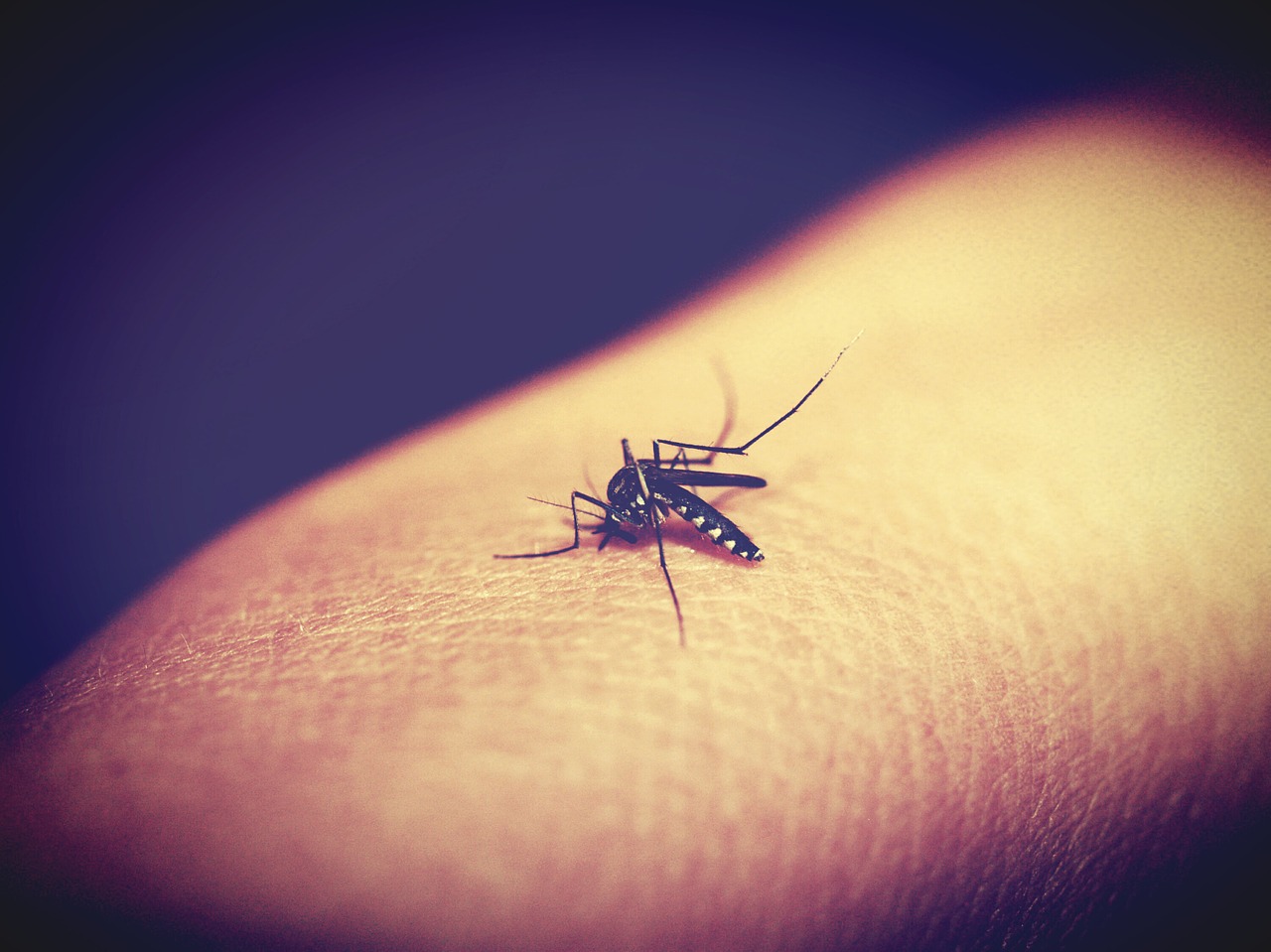 infected mosquito