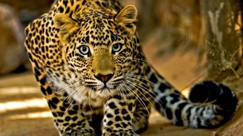 Image result for leopards