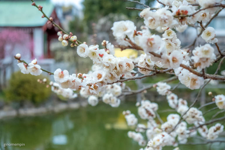 plum blossoms tokyo 2019