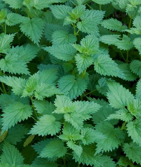 The Amazing Benefits of Stinging Nettles, with Recipes