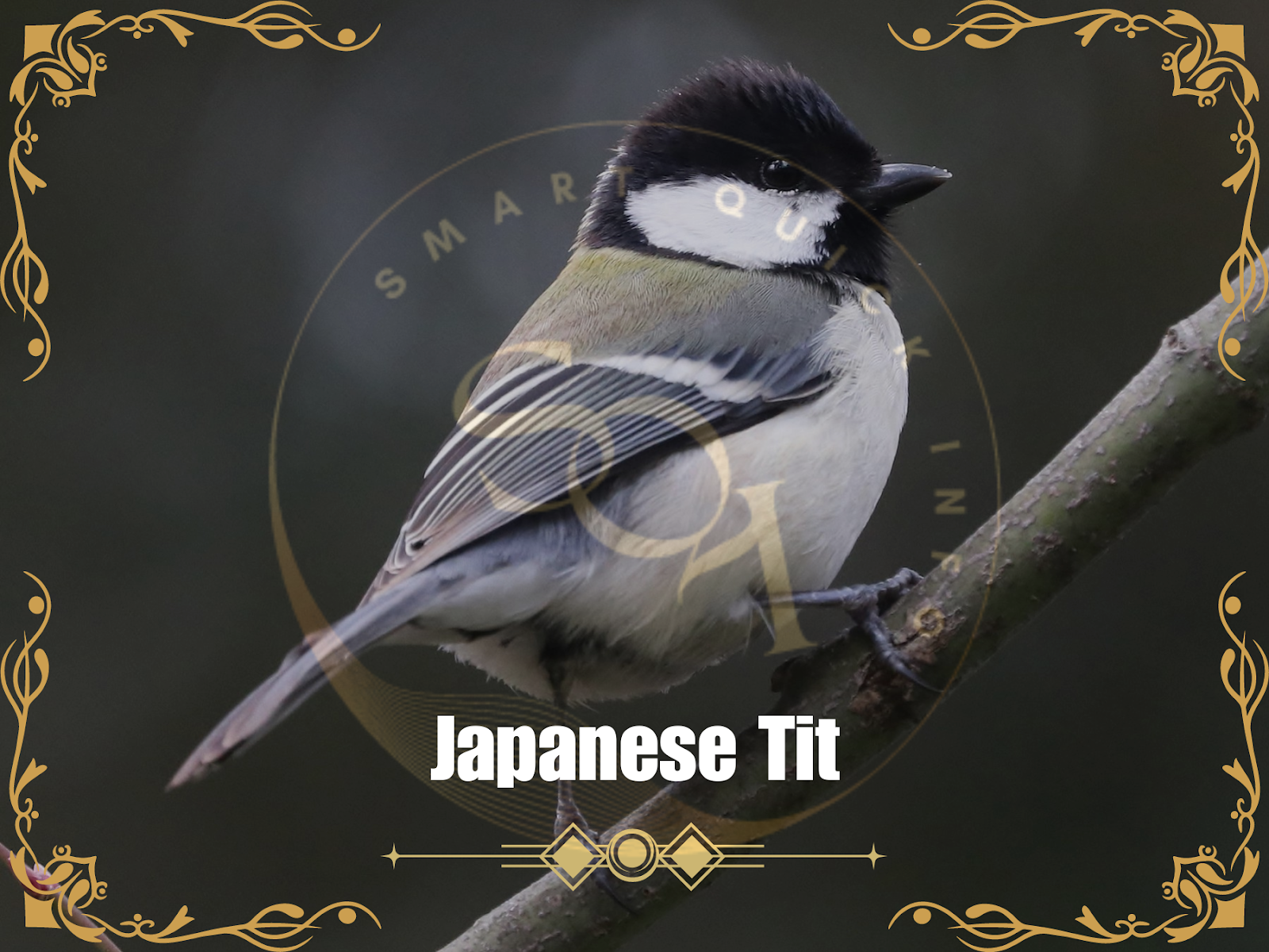 Japanese Tit
