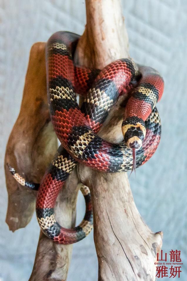 Image result for mexican milk snake