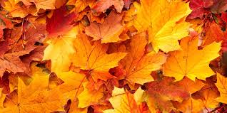 Image result for Autumn leaves