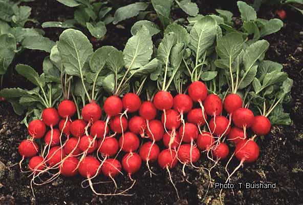 C:\Users\Mazhar Sayeed\Pictures\Radish vegetable 4.jpg