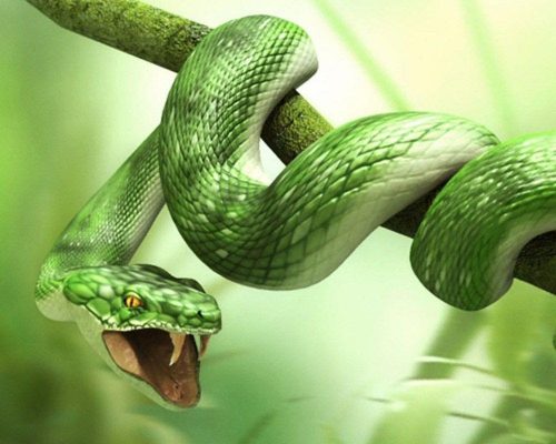 Giấc mơ về rắn có thực sự đáng sợ