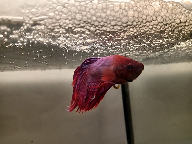 Deep red betta fish with his bubble nest