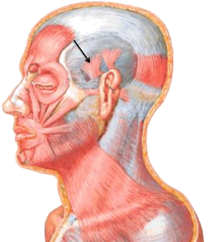 Músculos da face, uma revisão de anatomia | Colunistas - Sanar Medicina
