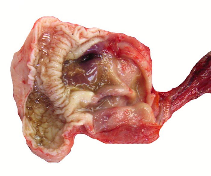 Pyloric region of stomach in white-bellied pangolin with keratinization and thick musculature.