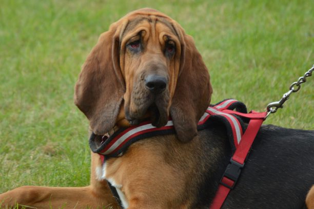 Bloodhound Hunting Breed