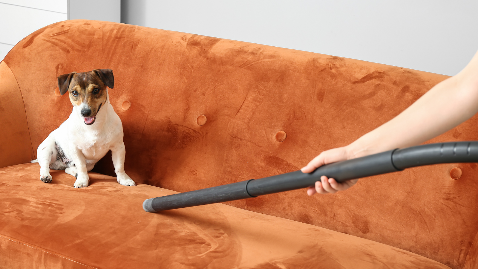 Vacuuming pet hair off furniture