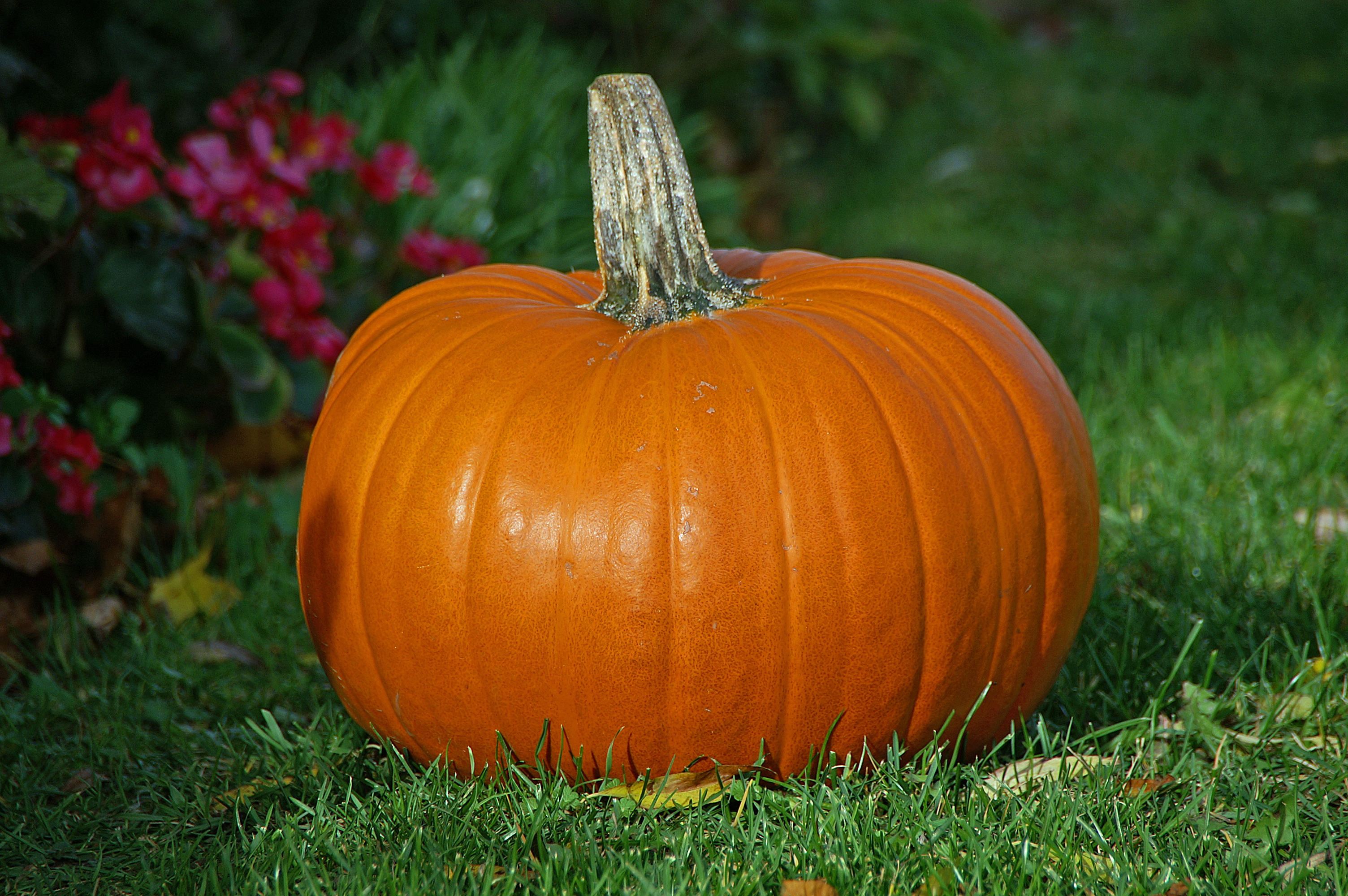 File:Pumpkin.jpg - Wikimedia Commons