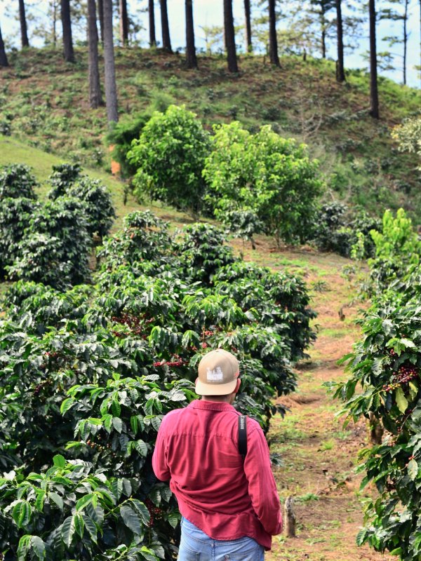 Coffee farmer stands among coffee trees on farm. 