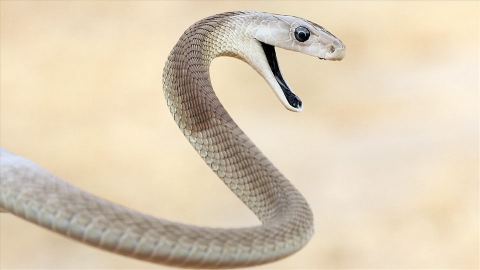 Rắn – Các loài rắn thường gặp ở Việt Nam
