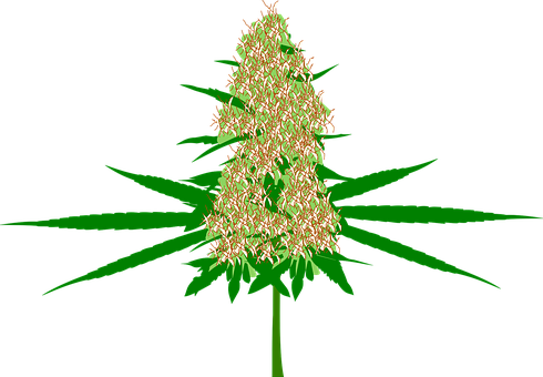 Cannabis, Bud, Marijuana, Hemp, Plant