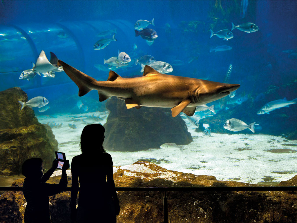 oceanario-aquarium-barcelona-2.jpg