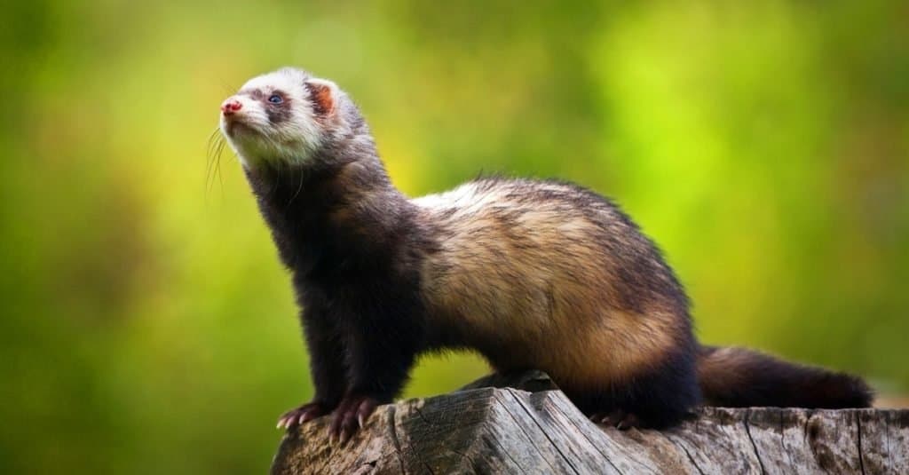 Do Ferrets Have A Spine