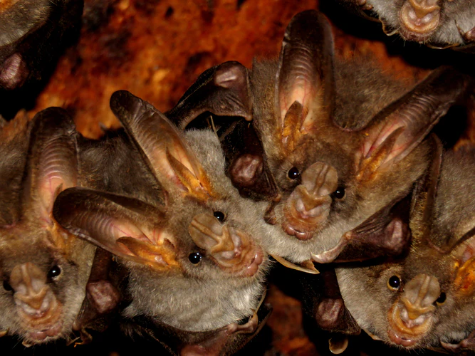 pet bats