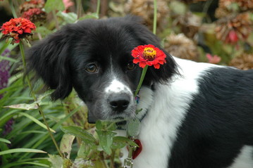 maryland-dog-fence-customer-1.jpg