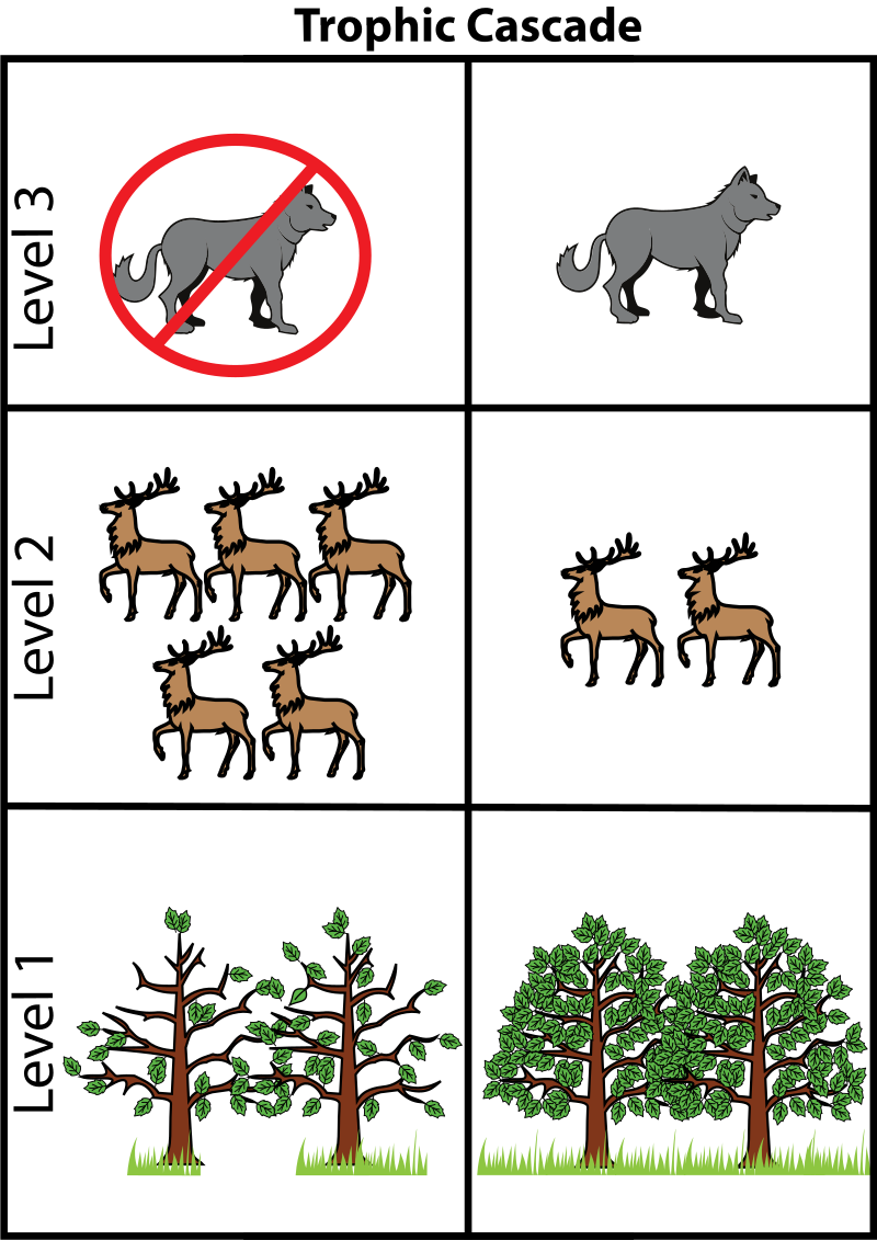 On the left of the diagram, level three shows a wolf crossed out, level two shows five deer, and level one shows two trees without leaves. The right side of the diagram shows one wolf on level three, two deer at level two, and two healthy trees at level one.