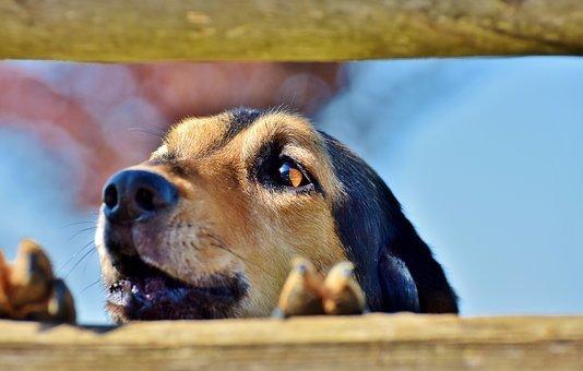 狗狗吃糞便可能起因於缺乏某些營養素或是壓力引發的行為。