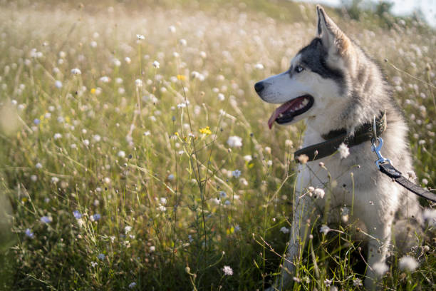 Things to Consider Before Getting an Alaskan Husky