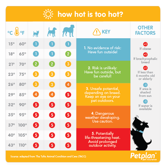 how hot is too hot for pet