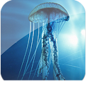3D Jellyfish HD Pro Live Wallp apk