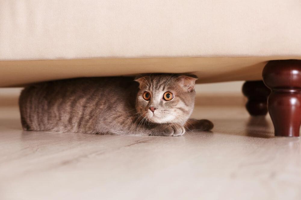 cat hiding under the bed looks stressed