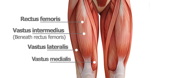 Skater Squats Muscles Worked Quad Muscles