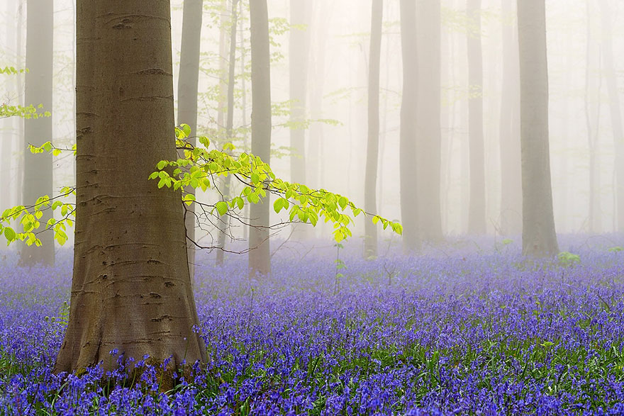 bois de hal