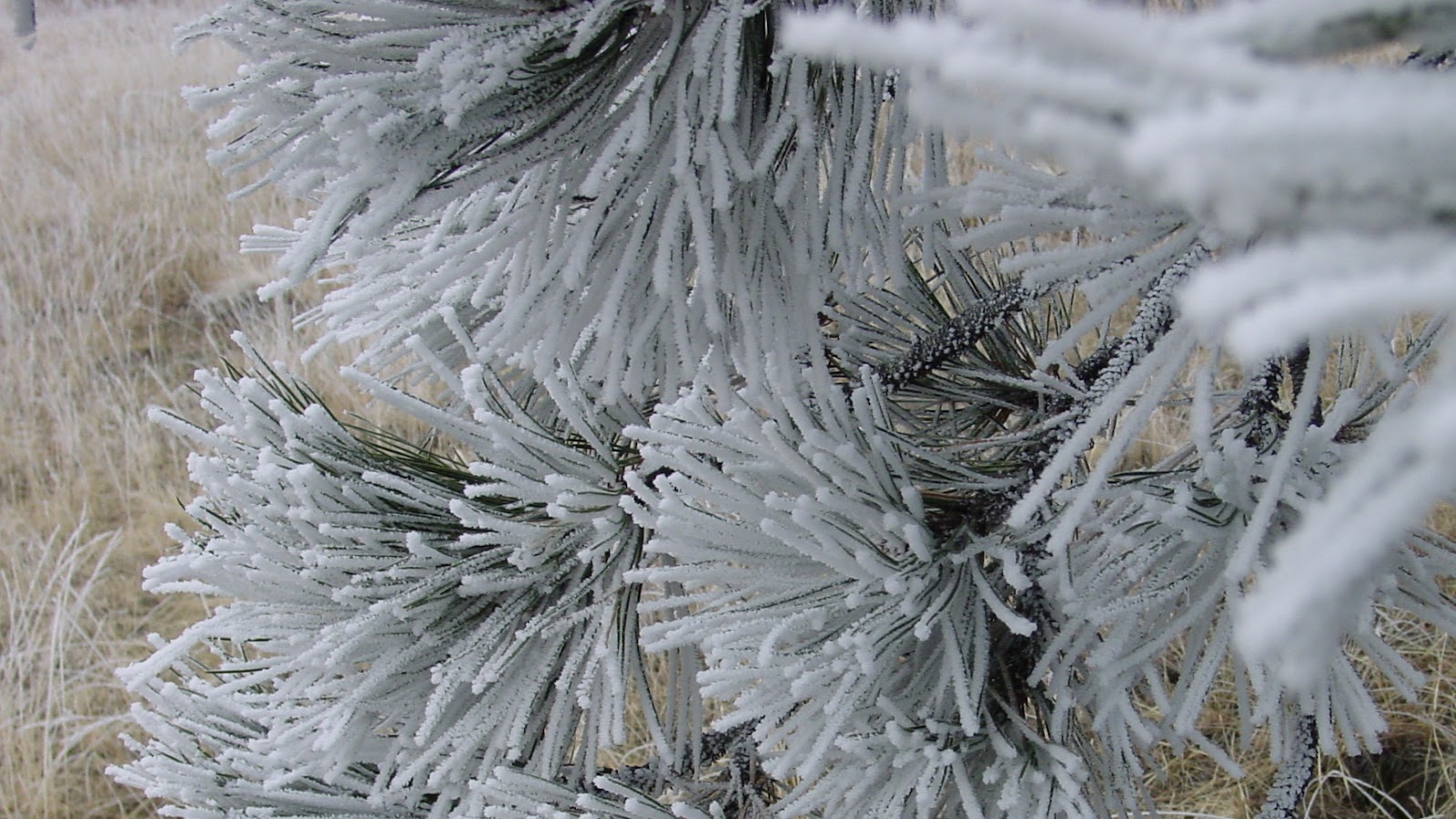 The frost on pine needles