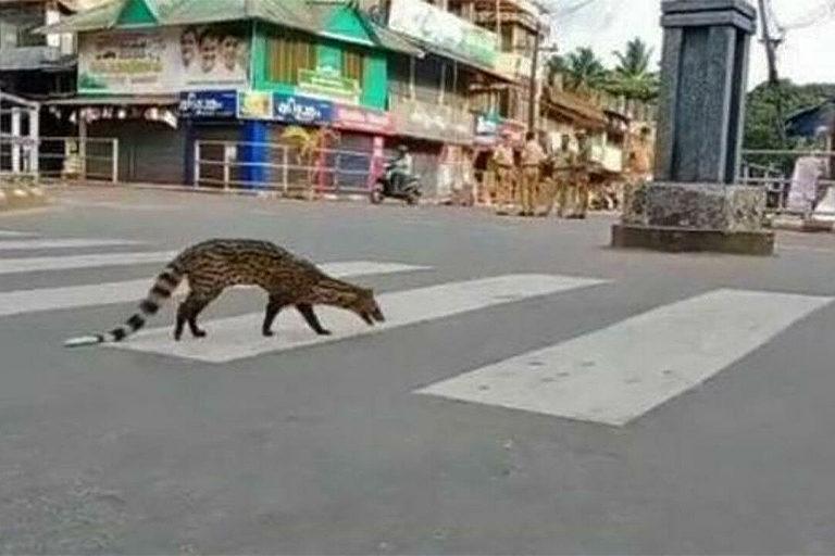 A cheetah walking across a street

Description automatically generated with medium confidence