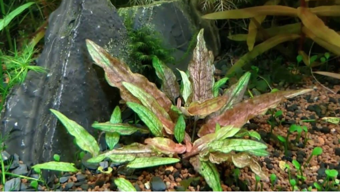 Cryptocoryne Wendttii - types of aquarium plants