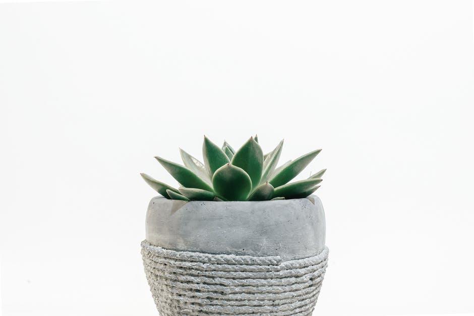 Photo of Plant on Pot