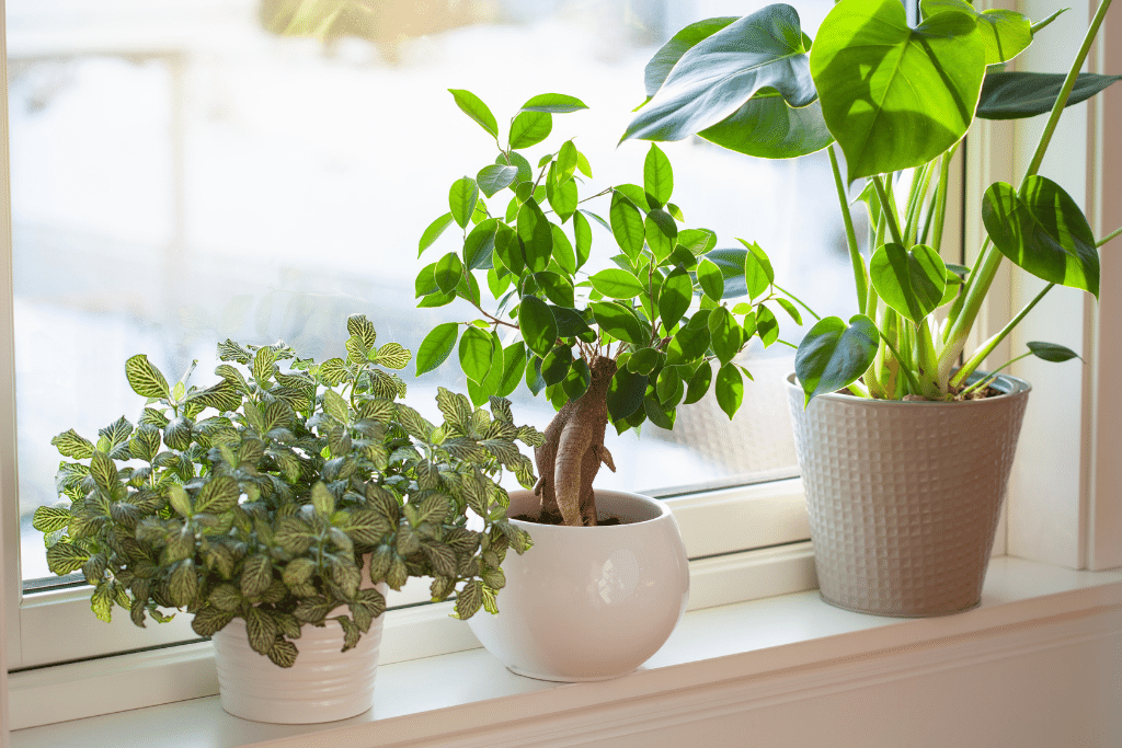 give your seedlings proper water and sunlight