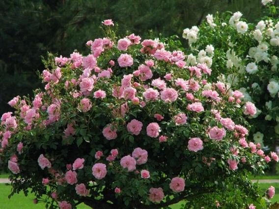 4-garden-roses.jpg